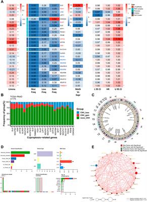 Cuproptosis scoring model predicts overall survival and assists in immunotherapeutic decision making in pancreatic carcinoma